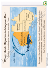 Primary School - Embedding First Nations Perspectives - Whale Shark Patterns and Pathways