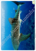 OSHC - Embedding First Nations Perspectives - Whale Shark Patterns and Pathways