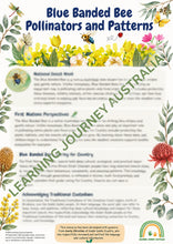 OSHC - Embedding First Nations Perspectives - Blue Banded Bee Pollinators and Patterns