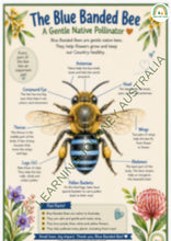 Early Learning - Embedding First Nations Perspectives - Blue Banded Bee Pollinators and Patterns