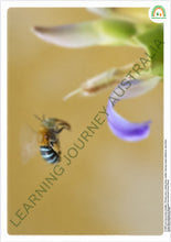 Early Learning - Embedding First Nations Perspectives - Blue Banded Bee Pollinators and Patterns